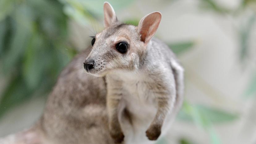 Pictured at Perth Zoo is 'Norbert' the Nabarlek who was rescued by a wildlife carer in Broome after his mother was killed by a vehicle. He is the only Nabarlek in any zoo anywhere in the world.