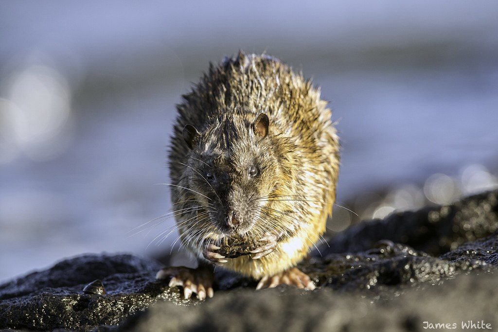 Rakali - Water Rat taken by James White while staking out shorebirds I had a close encounter with this little fella who was feasting on some fresh delicacies.