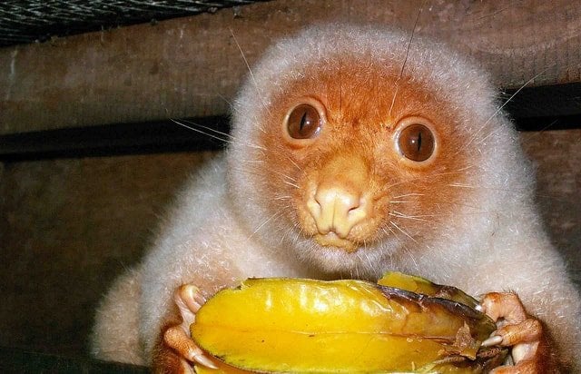Like balls of fluff, cuscus species are some of the most adorable marsupials on the planet. Big eyes holding a fruit with their skinny hands.