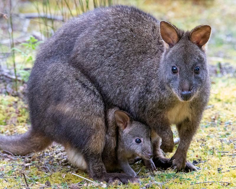 Pademelons are a type of small kangaroo (in the genus Thylogale), with three species found in Australia and a further four species described in New Guinea.