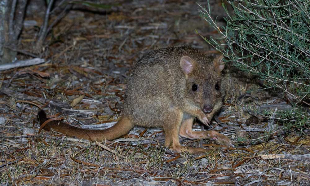 Known as the brush-tailed bettong (bettongia penicillata) or brush-tailed rat kangaroo. They have grey-brown coloured fur that covers their entire body and a furry tail that ends in a dark brown/black tail. While they might be small, these little nocturnal diggers are extremely important for our Australian ecosystem.